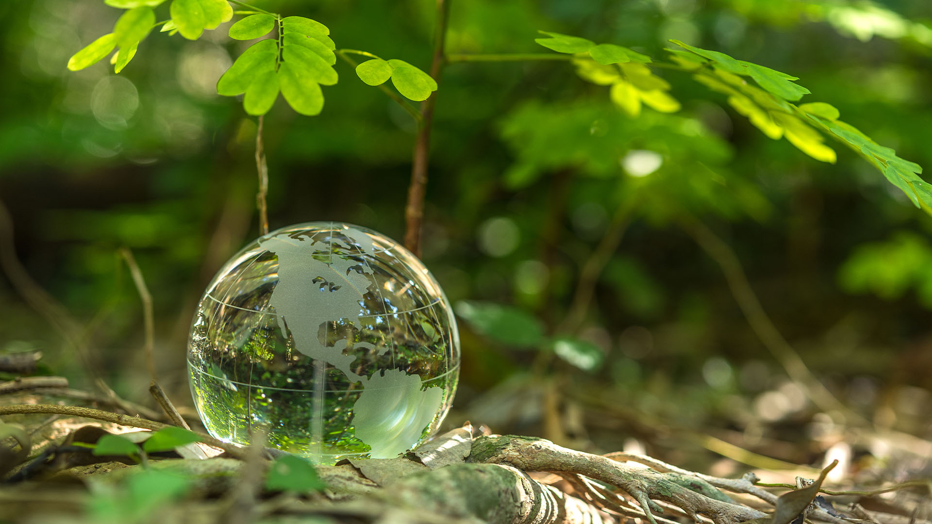 Forest with a water droplet on the floor that looks like the earth