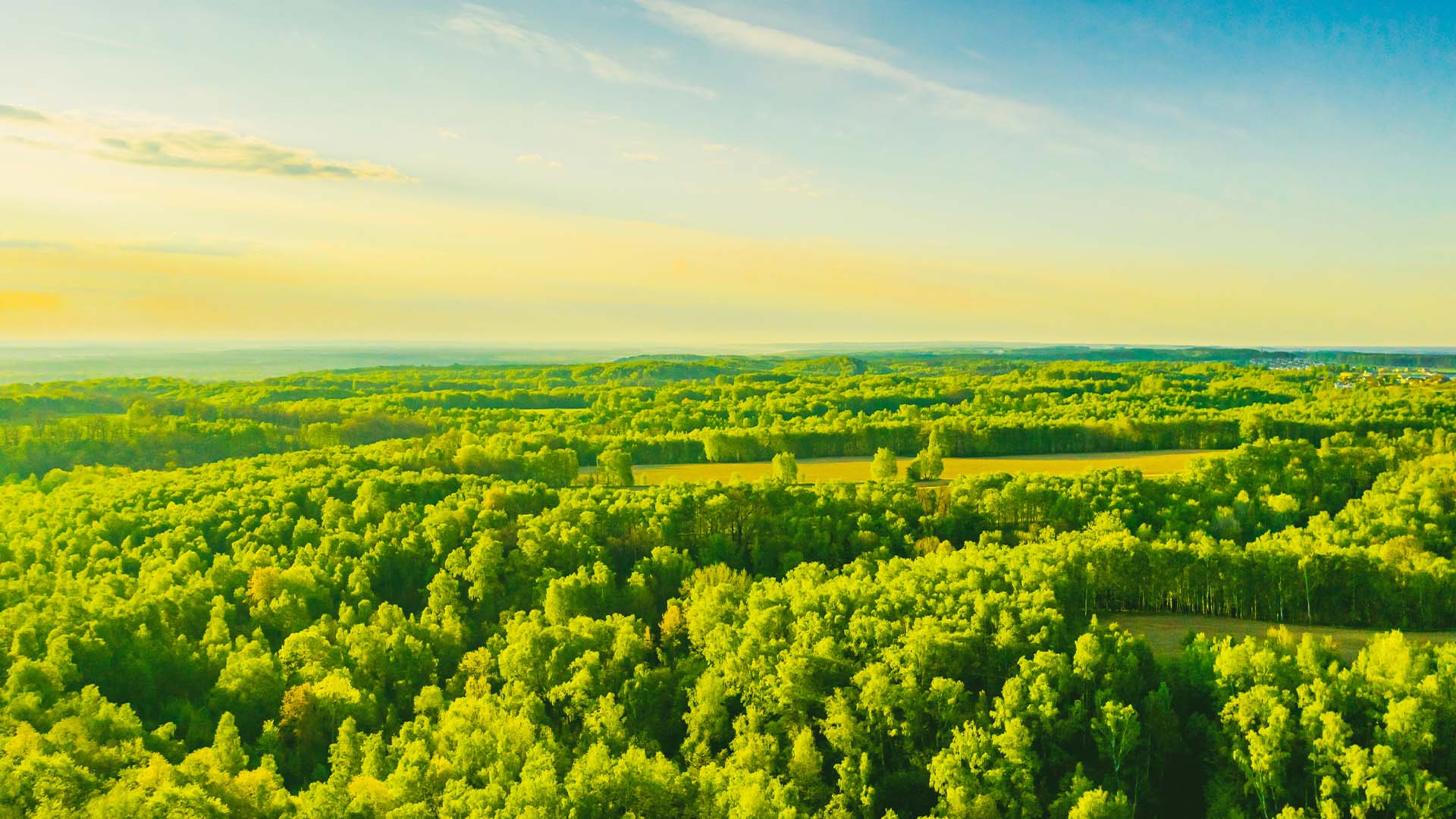 Ariel show overlooking a very green forest